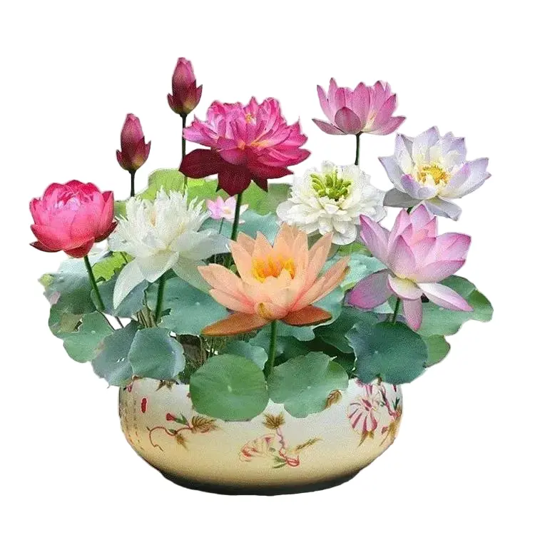 Lotus Samen | 10 Stück | Bunte Wasserpflanzen für Teich & Bonsai-Schale | Mehrjährig